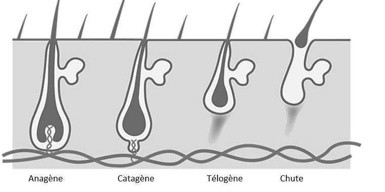 Routine capillaire indienne pour la pousse des cheveux
